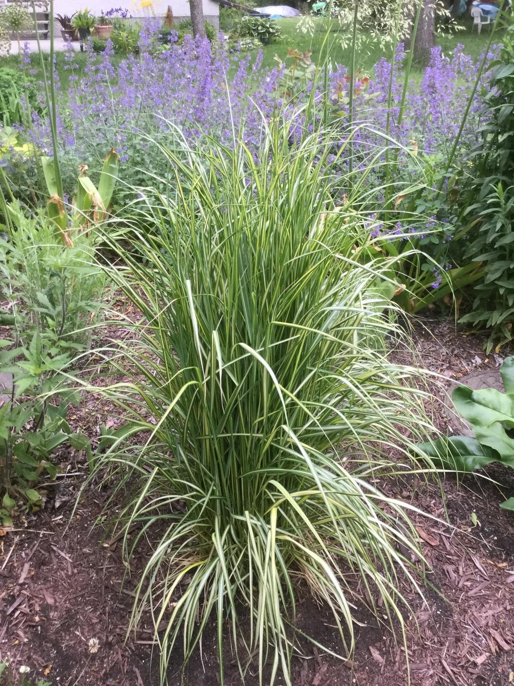 Photo of Feather Reed Grass (Calamagrostis x acutiflora 'Eldorado') uploaded by DebbieC