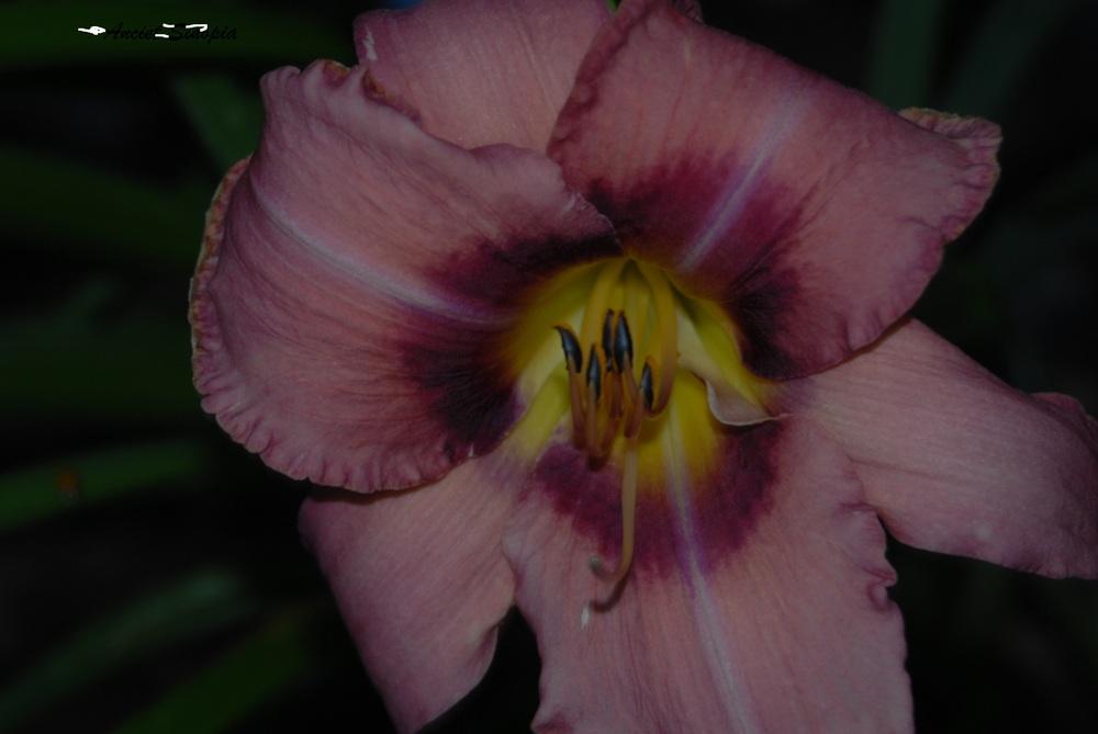Photo of Daylily (Hemerocallis 'Ancient Sinopia') uploaded by Emquinn