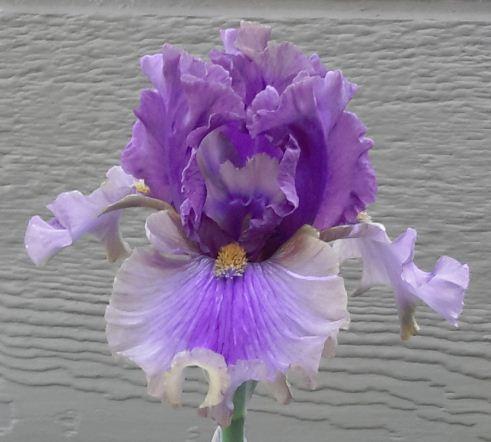 Photo of Tall Bearded Iris (Iris 'Crash Course') uploaded by IdyllicIris