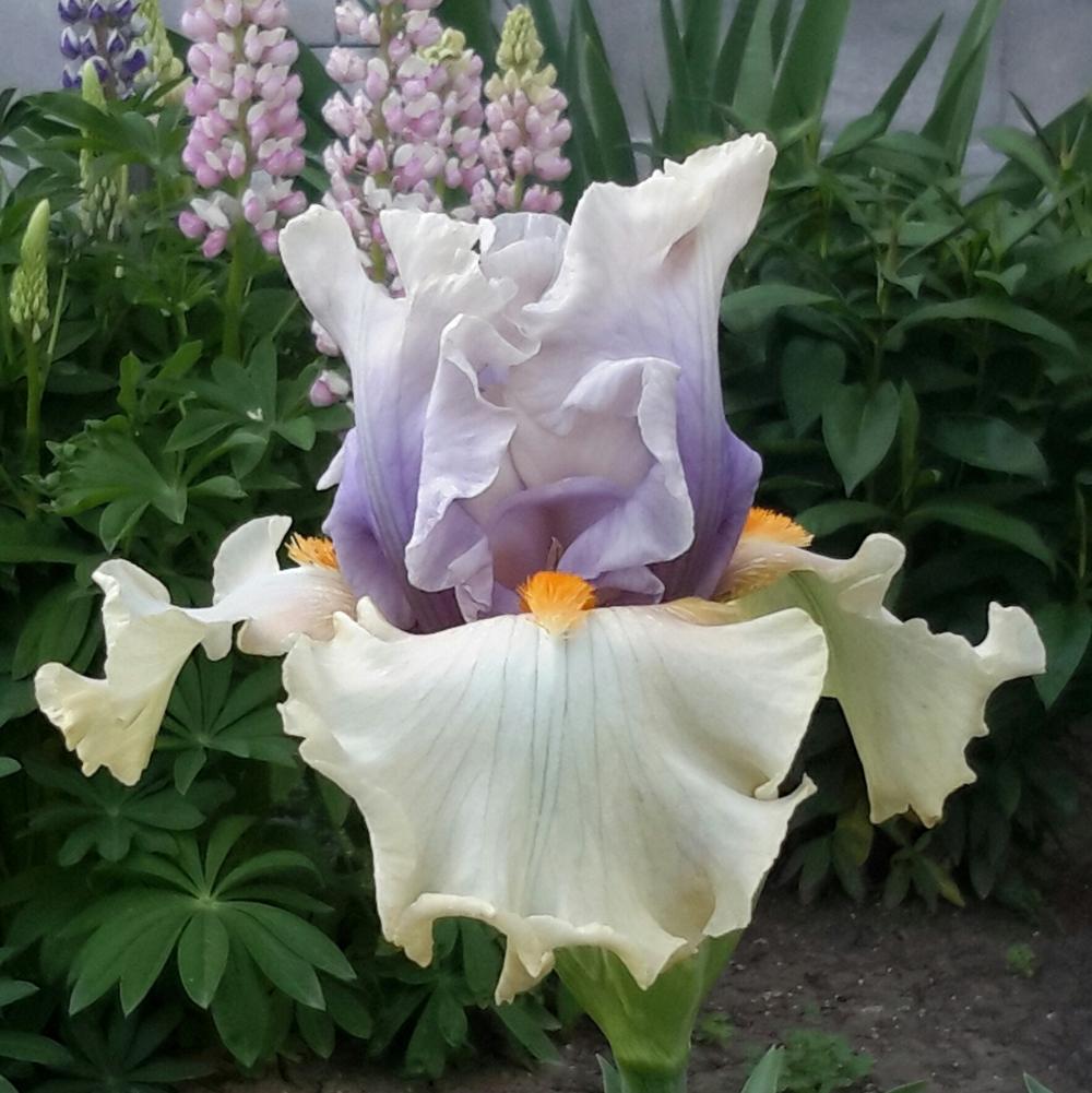 Photo of Tall Bearded Iris (Iris 'Opposing Forces') uploaded by IdyllicIris