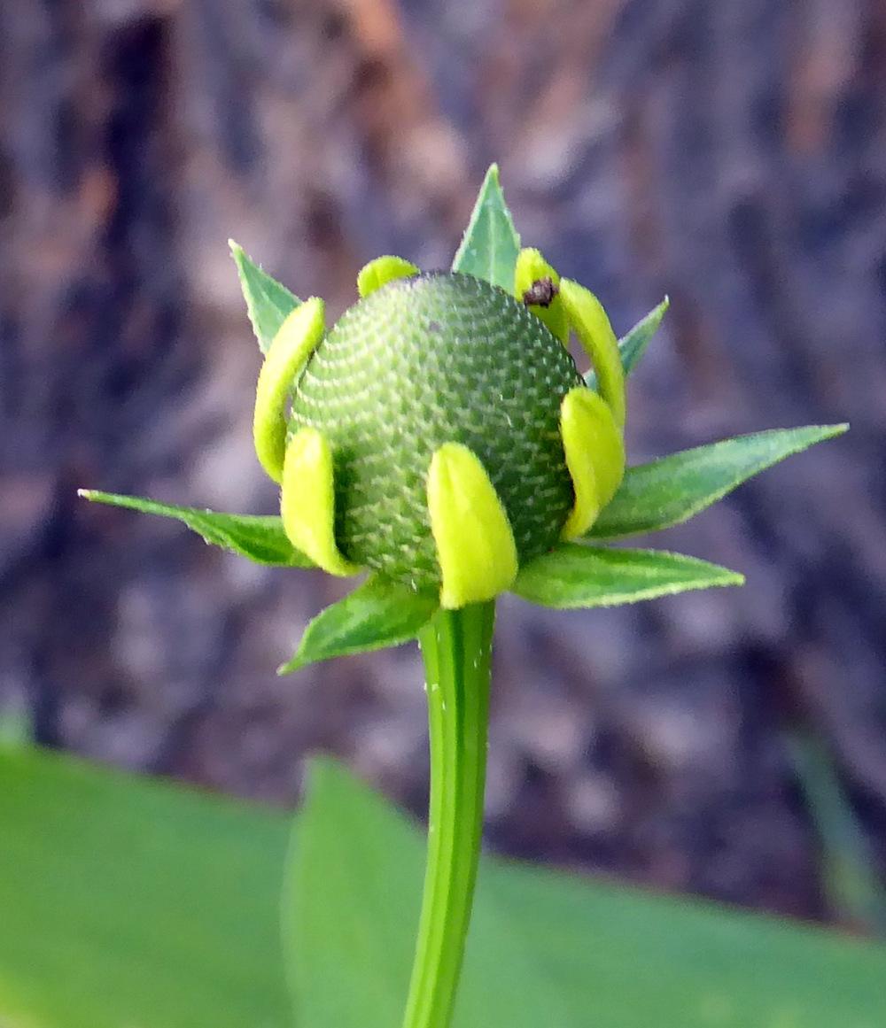 Photo of Clasping Leaf Coneflower (Rudbeckia amplexicaulis) uploaded by JulieB