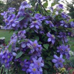 Location: My garden, central NJ, Zone 7A
Date: 2017-06-18
Lotta flowers