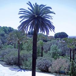 Location: Botanical Garden Barcelona (Spain)
Date: 2017-06-18
