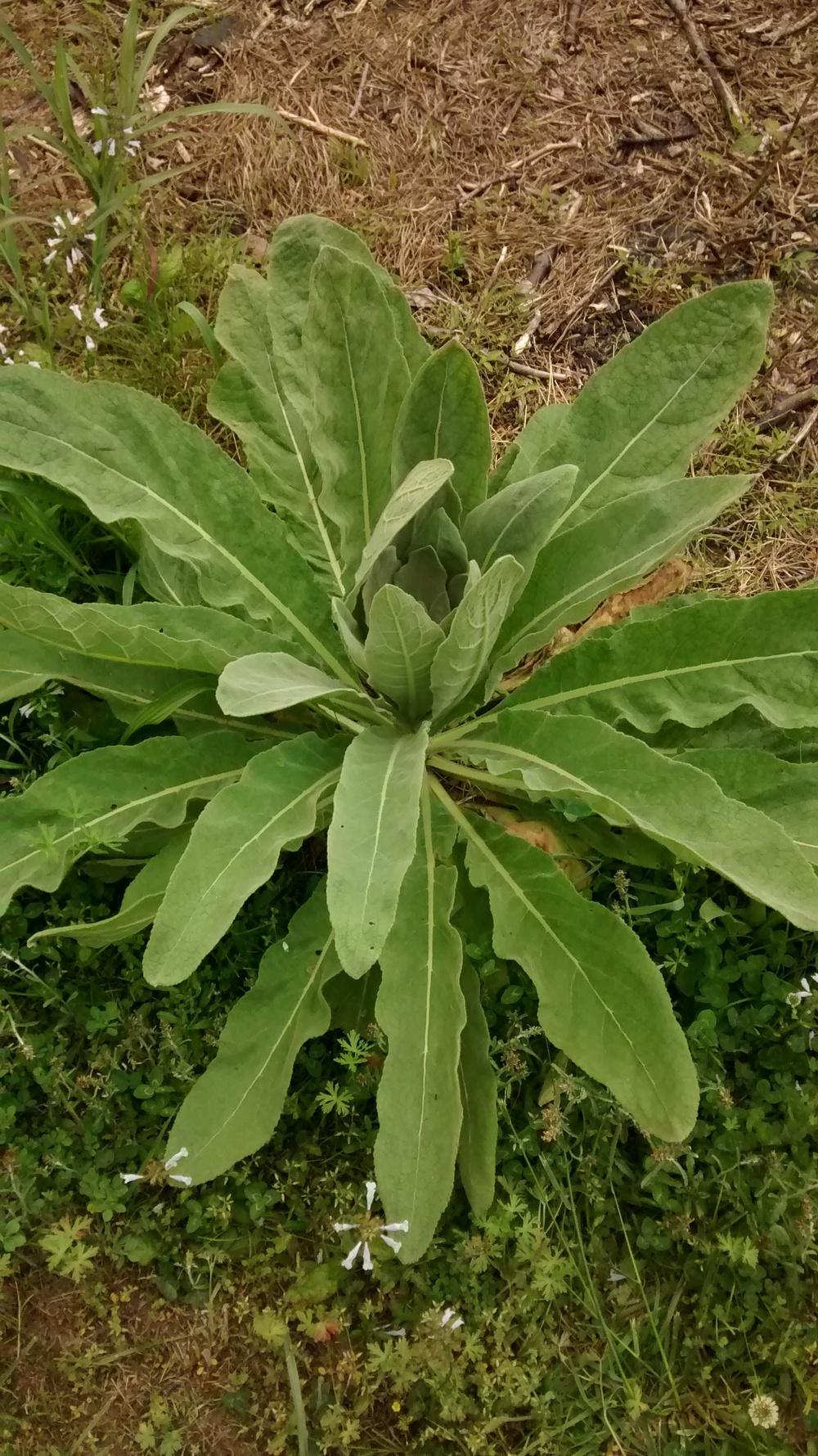 Photo of Common Mullein (Verbascum thapsus) uploaded by Phytodiscovery