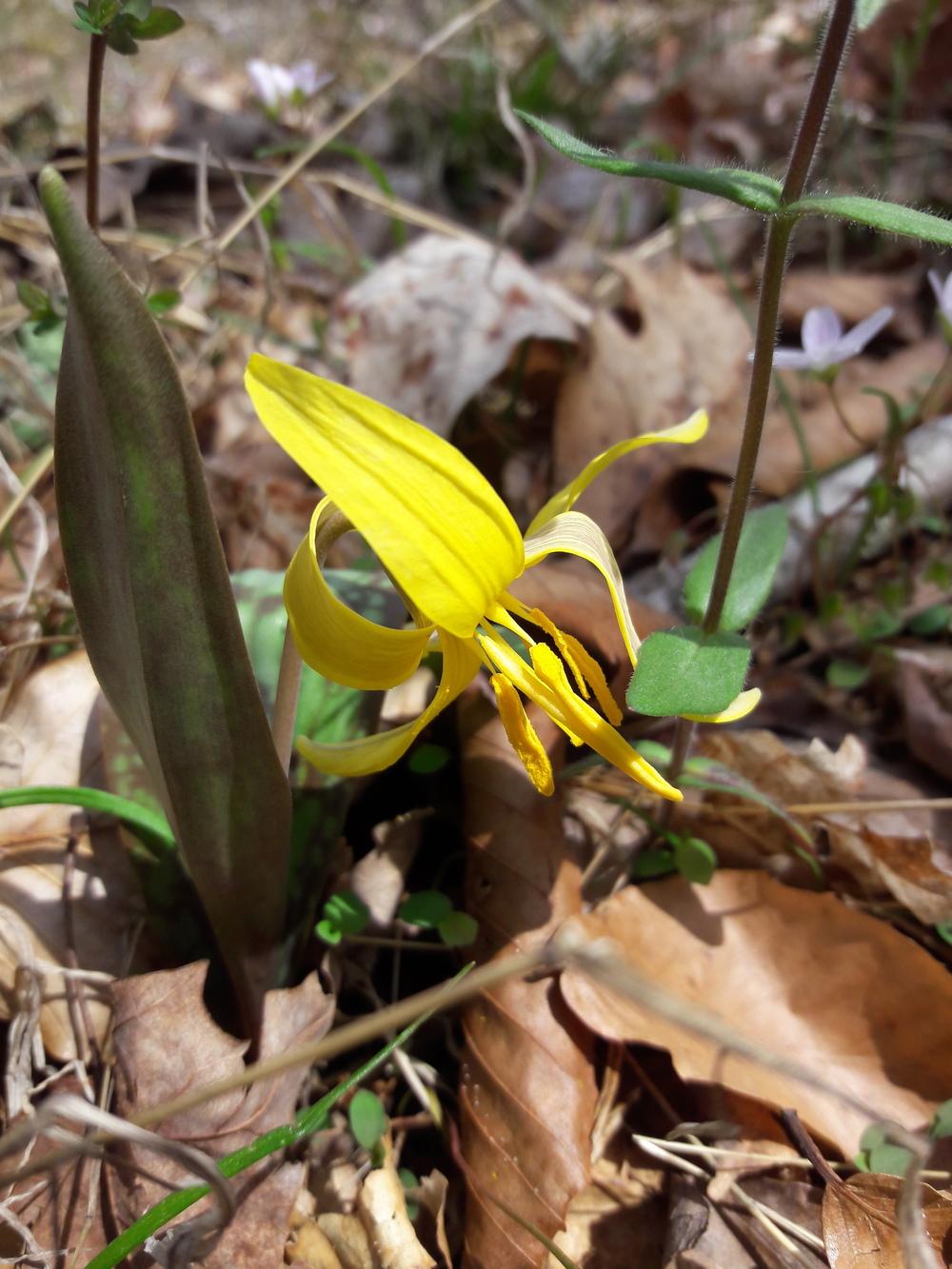 Photo of Trout Lily (Erythronium americanum) uploaded by Phytodiscovery