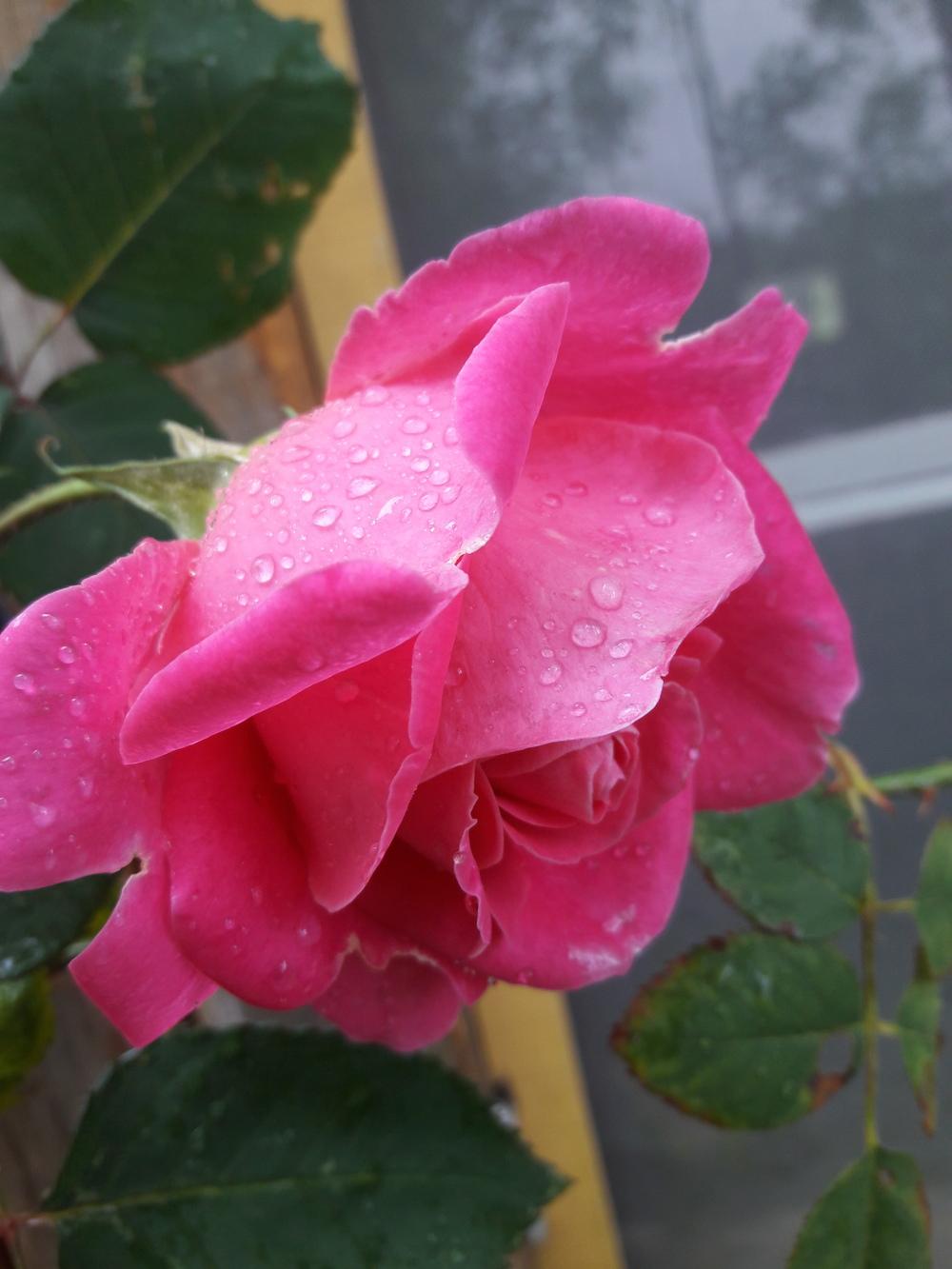 Photo of Rose (Rosa 'Pink Peace, Cl.') uploaded by Phytodiscovery