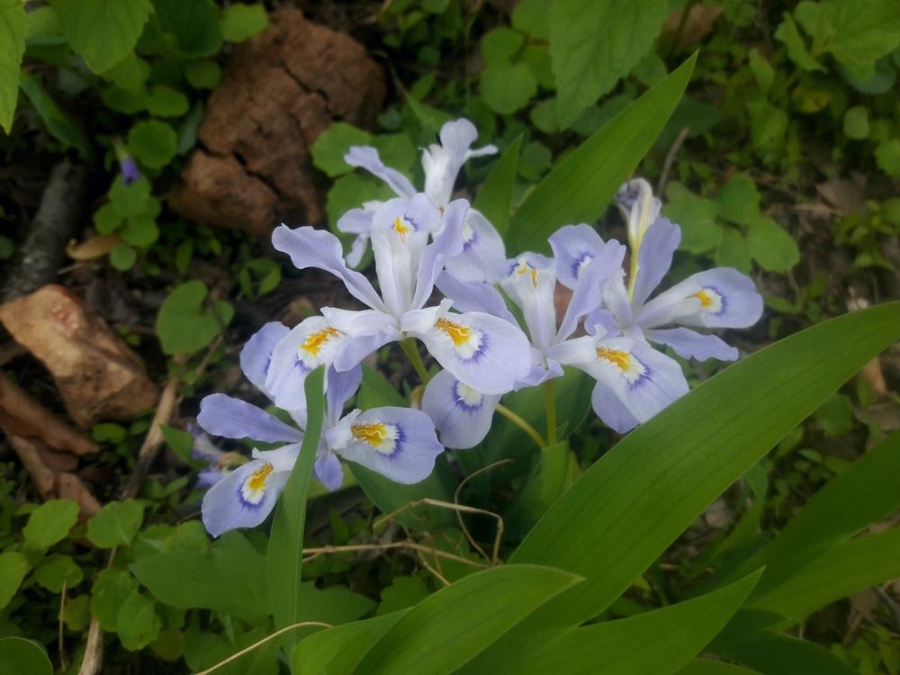 Photo of Species Iris (Iris cristata) uploaded by Phytodiscovery