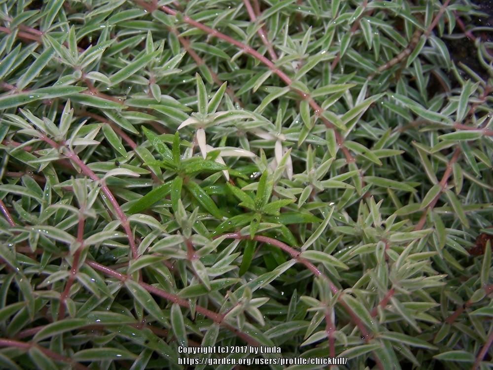 Photo of Needle Stonecrop (Sedum lineare) uploaded by chickhill