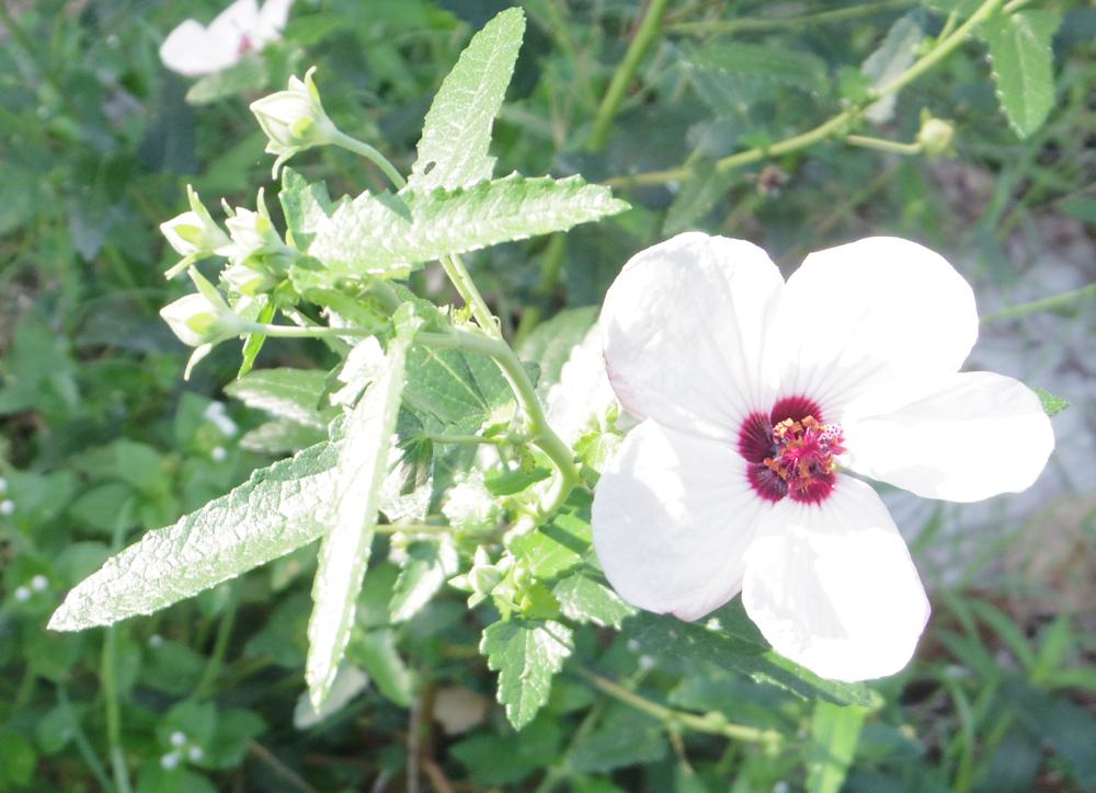Photo of Spear Leaf Swamp Mallow (Pavonia hastata) uploaded by greene