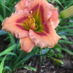 Location: My zone 5 garden
Date: 2017-06-19
My first bloom ever on this one - planted it last year with no bl