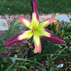 Location: My zone 5 garden
Date: 2017-06-19
First bloom on a brand new plant - love it.
