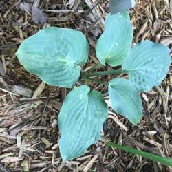 Location: My zone 5 garden
Date: 2017-06-19
One year old plant.