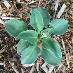 Location: My zone 5 garden
Date: 2017-06-19
so cute and it is about to bloom - I love that the leaves are so 
