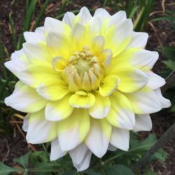 Location: My garden in Warrenville, SC
Date: 2017-06-19
First bloom in my garden