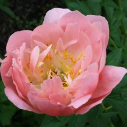 Location: My Garden, Ontario, Canada
Date: 2017-06-18
I love the soft coral pink of this peony.