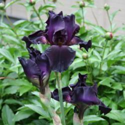 Location: My Garden, Ontario, Canada
Date: 2017-06-18
A gorgeous, very dark, hardy tall bearded iris.