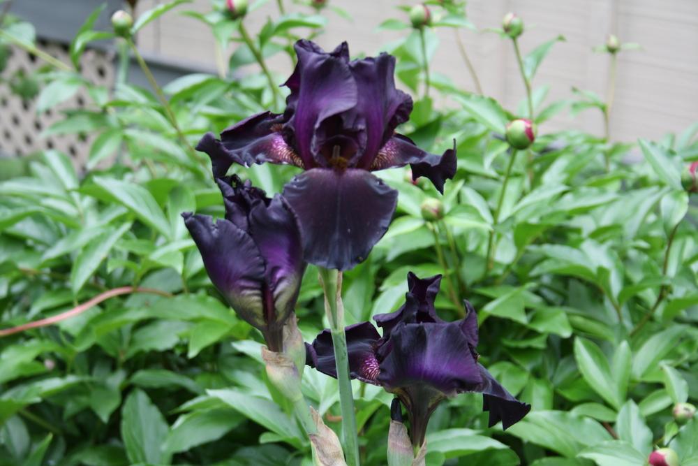 Photo of Tall Bearded Iris (Iris 'Cherry Smoke') uploaded by touchofsky