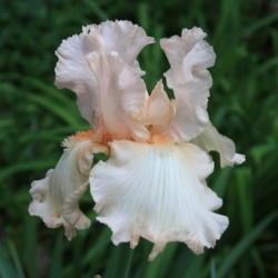 Location: My Garden, Ontario, Canada
Date: 2017-06-19
Beautiful very soft pink iris.