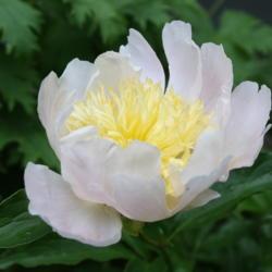 Location: My Garden, Ontario, Canada
Date: 2017-06-16
This peony opens a soft, shell pink and fades to almost white.