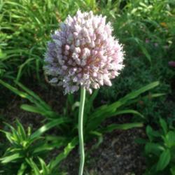 Location: Orangeburg, SC
Date: 2017-06-19
Allium bloom (NOID)