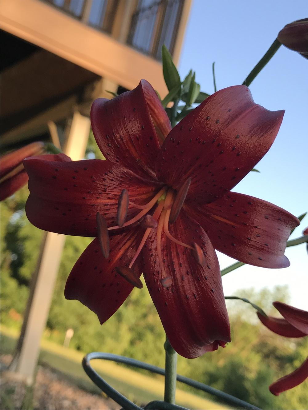 Photo of Lily (Lilium 'Red Velvet') uploaded by Legalily