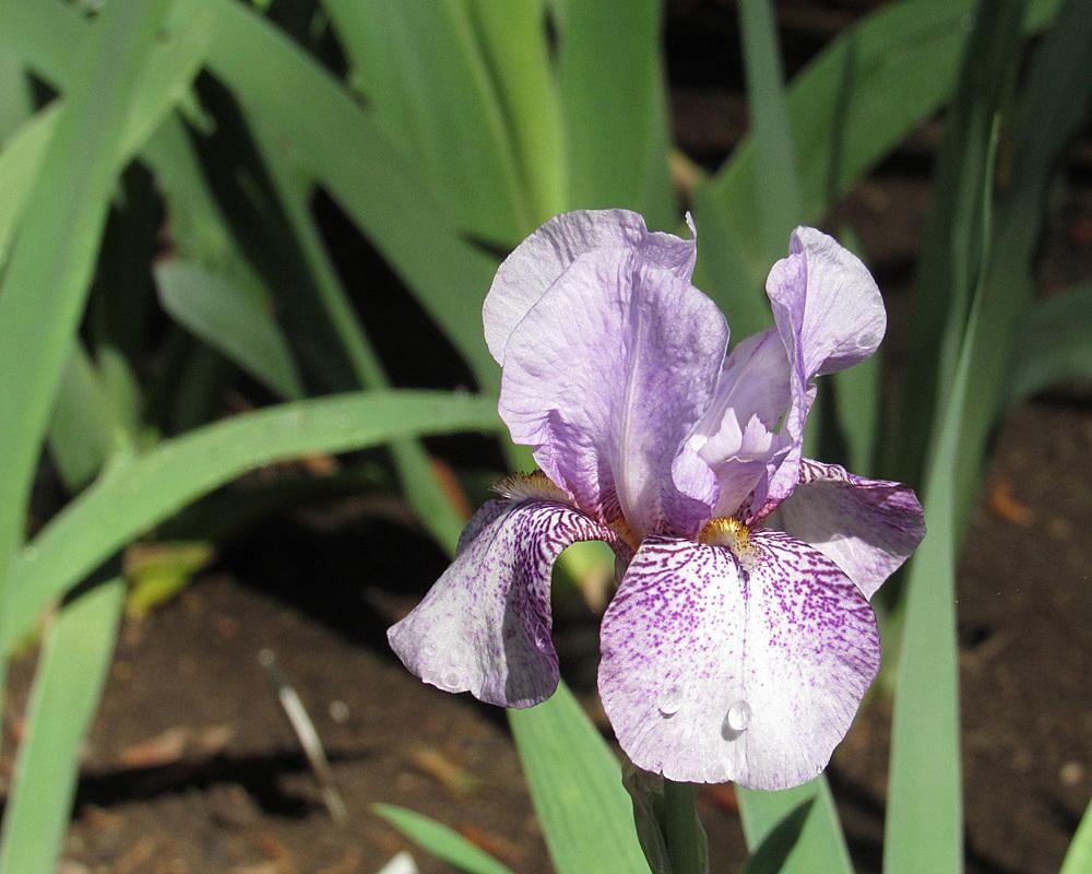 Photo of Tall Bearded Iris (Iris 'Rhages') uploaded by Lestv