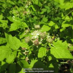 
Date: 2017-06-18
A bloom I caught in time with unripe berries. Flower is similar t