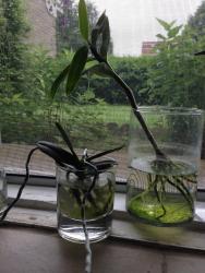 Thumb of 2017-06-20/Orchidwaterculture/893665