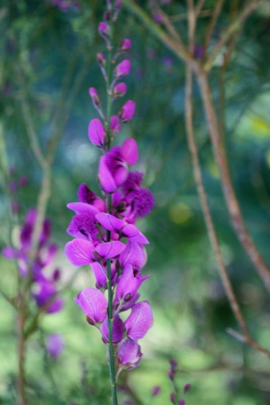 Photo of Purple Broom (Polygala virgata) uploaded by RuuddeBlock