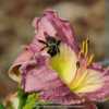 #Pollination  Bee on Daylily 