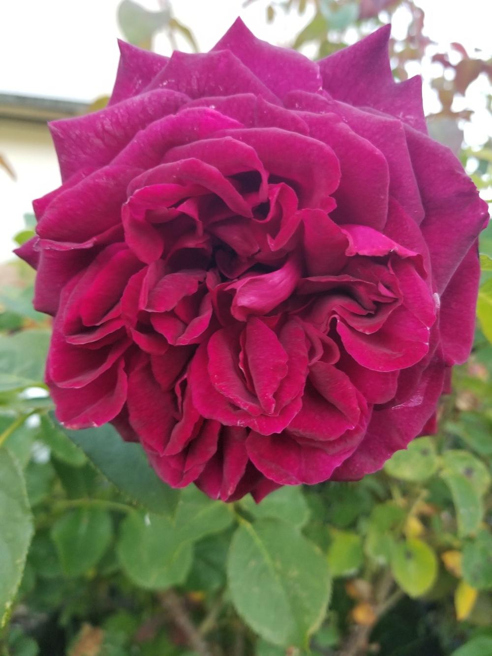 Photo of English Shrub Rose (Rosa 'Munstead Wood') uploaded by TomThumb