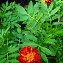 Location: Louisa, VA
Date: 6-20-17
My marigolds started blooming this week!