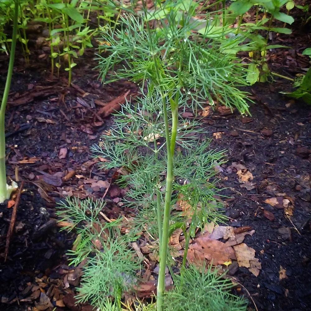 Photo of Dill (Anethum graveolens 'Fernleaf') uploaded by amyscoutmom