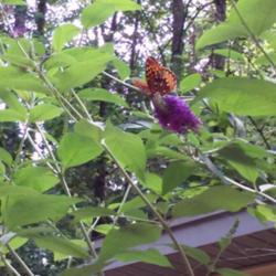 Location: Louisa, VA
Date: 6-18-17
This Great Spangled Fritillary Butterfly was the first visitor I'
