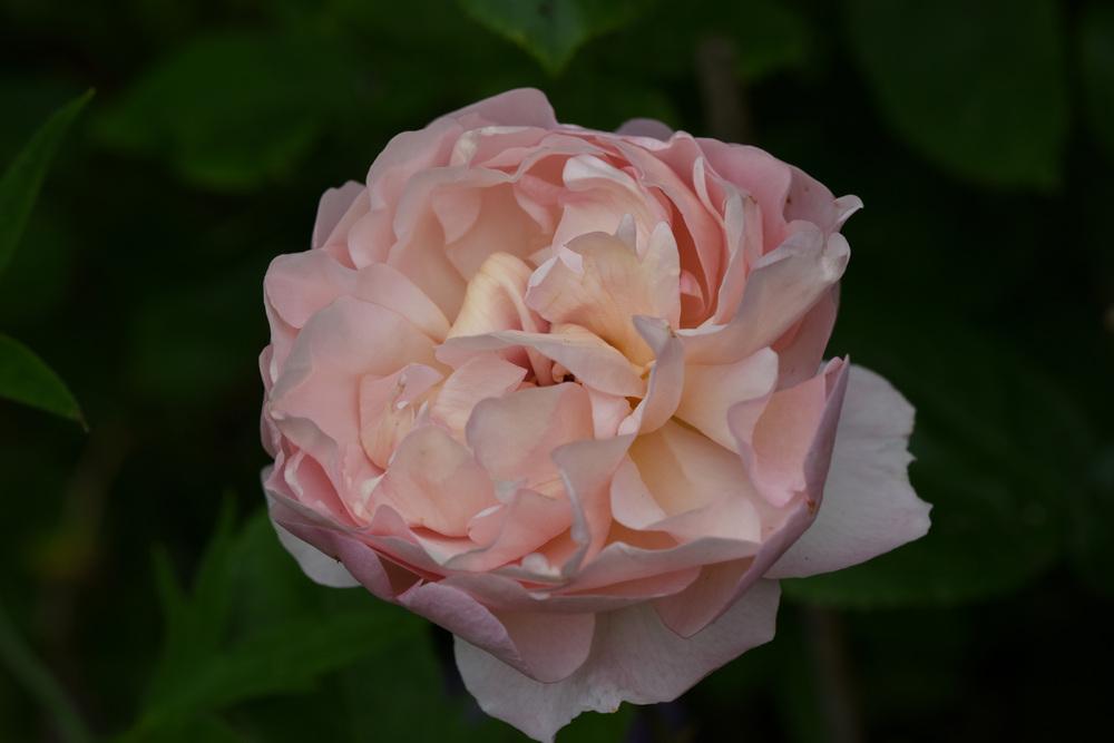 Photo of Rose (Rosa 'The Lady Gardener') uploaded by cliftoncat