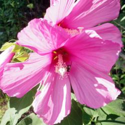 Location: Savannah, Georgia (my garden)
Date: June 18 2017
Confederate Rose #pollinator