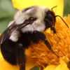 #Pollination       Bumble bee visiting marigold
