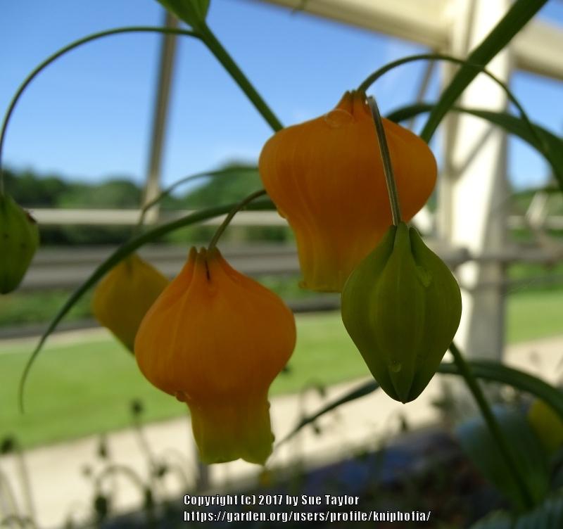 Photo of Chinese Lantern Lily (Sandersonia aurantiaca) uploaded by kniphofia