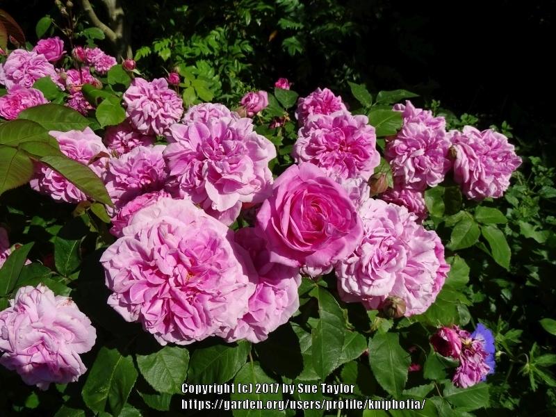 Photo of Rose (Rosa 'Gertrude Jekyll') uploaded by kniphofia