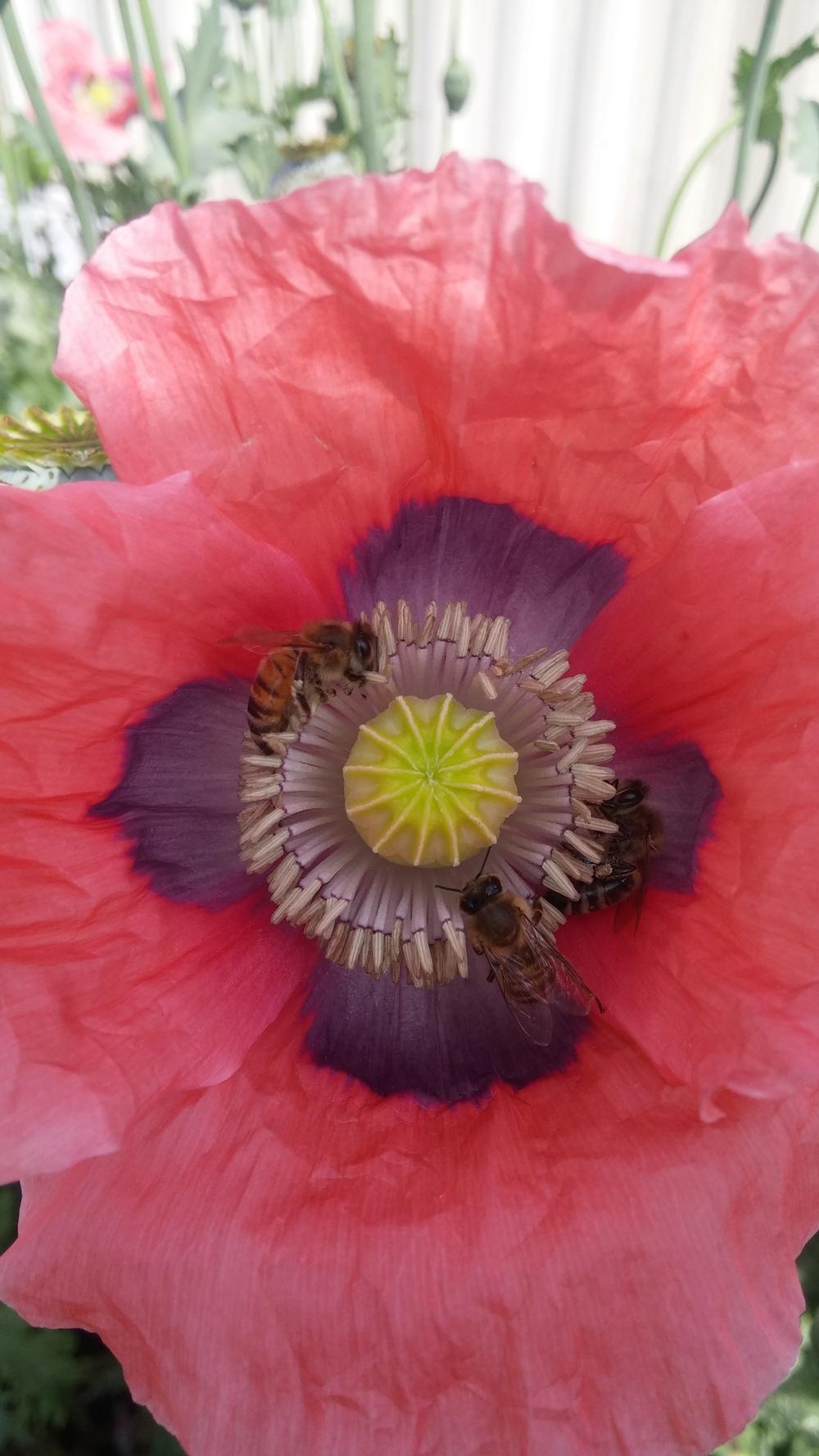 Photo of Poppies (Papaver) uploaded by plantcollector