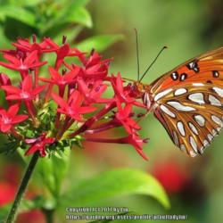 Location: Daytona Beach, Florida
Date: 2014-06-20
#Pollination - Gulf Fritillary Butterfly visiting bloom