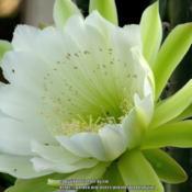 #Pollination - Cereus repandus bloom with insects