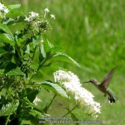 Location: Daytona Beach, Florida
Date: 2012-06-18
#Pollination - Female Ruby-throated Hummingbird visiting blooms
