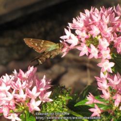 Location: Daytona Beach, Florida
Date: 2010-10-29
#Pollination - Long-tailed Skipper at bloom