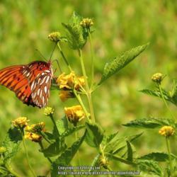 Location: Sebastian, Florida
Date: 2013-07-30
#Pollination Gulf Fritillary Butterfly visiting blooms
