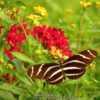 #Pollination Zebra Longwing Butterfly visiting bloom (Red Pentas 
