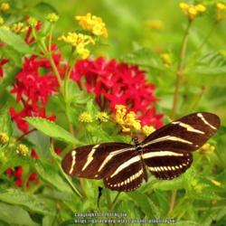 Location: Sebastian, Florida
Date: 2013-08-25
#Pollination Zebra Longwing Butterfly visiting bloom (Red Pentas 