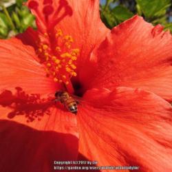 Location: Daytona Beach, Florida
Date: 2014-02-10
#Pollination - Bee visiting the bloom