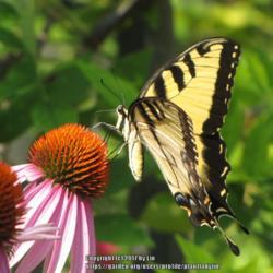 Location: My garden Daytona Beach, Fl
Date: 2010-06-16
#Pollination - Swallowtail Butterfly visiting bloom