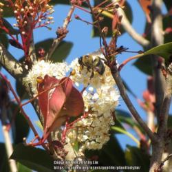 Location: Daytona Beach, Florida
Date: 2013-03-16
#Pollination -  Bee visiting blooms